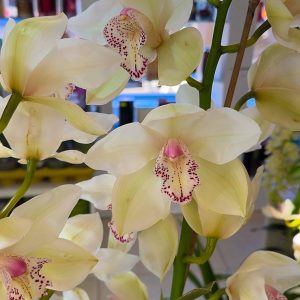 ХХЛ Цимбидиум #89