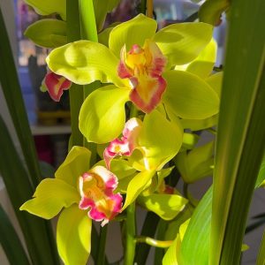 ХХЛ Цимбидиум #88