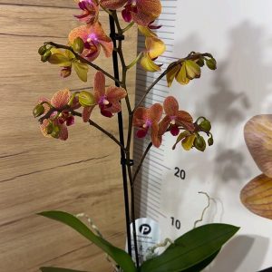 Alternative view of Фаленопсис  1 цв.  #105