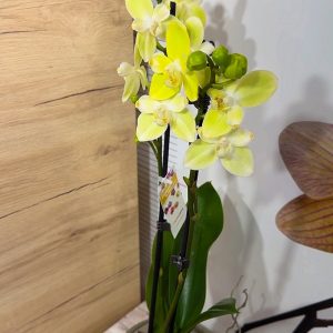 Alternative view of Фаленопсис Пелорик 2 цв.  2цв. #202