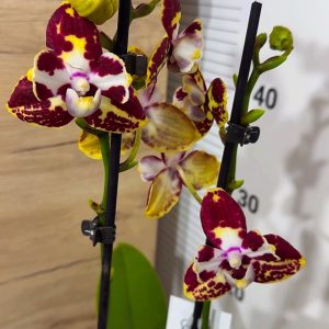 Фаленопсис Пелорик 2 цв. 2цв. #203