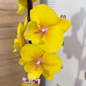 ТОП ЦЕНА! Фаленопсис 1 цв. #306