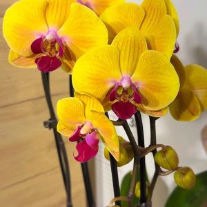 Фаленопсис 2цв. Каскадна #221