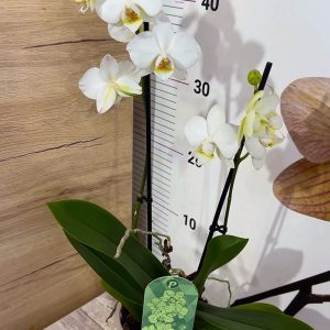 Alternative view of Фаленопсис  1-2 цв.  #106