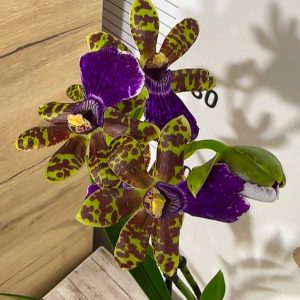 Alternative view of Ароматна Орхидея - микс ф9  #219
