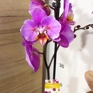 Фаленопсис Пелорик 1 цв. #212