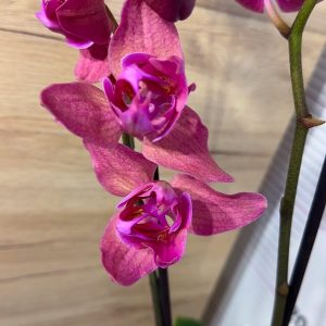 Фаленопсис Пелорик 2 цв.  2цв. #208