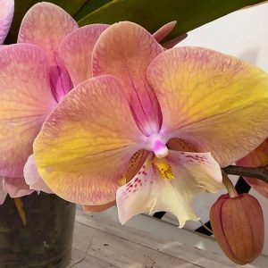 Alternative view of Фаленопсис Каскаден #301