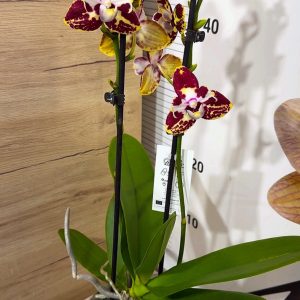 Alternative view of Фаленопсис Пелорик 2 цв.  2цв. #203