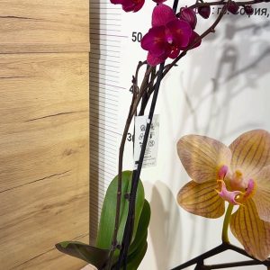 Alternative view of Фаленопсис Пелорик 2 цв.  2цв. #211