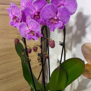 Alternative view of Фаленопсис 2цв. Каскадна  #219