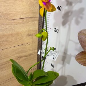 Alternative view of Фаленопсис Пелорик 2 цв.  2цв. #205