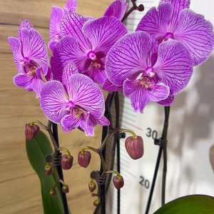 Фаленопсис 2цв. Каскадна #219