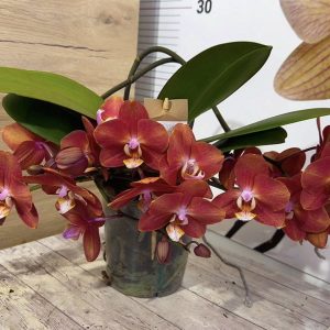 Фаленопсис Каскаден #303