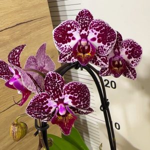 Фаленопсис ф9 с подарък кашпа #104