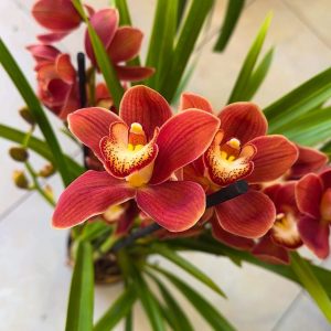 Цимбидиум #59