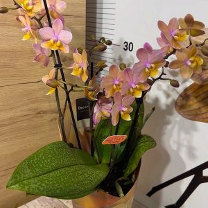 Alternative view of Промо! Ароматен Фаленопсис 4 цветоноса  #217