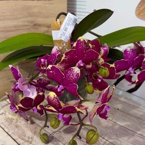 Alternative view of Фаленопсис Каскаден #304