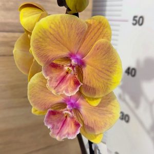 ТОП ЦЕНА! Фаленопсис 1 цв. #305