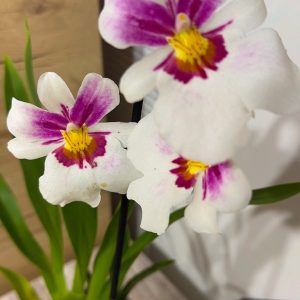 Ароматна Орхидея - микс ф9 #216