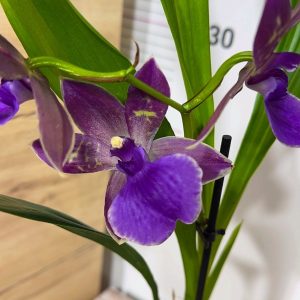 Ароматна Орхидея - микс ф9 #217