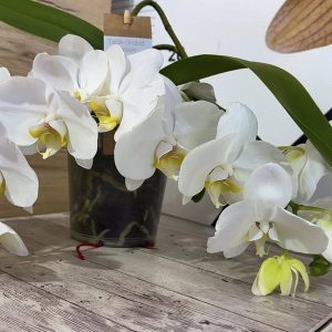 Alternative view of Фаленопсис Каскаден #306