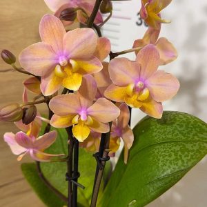 Ароматен Фаленопсис 2 цв. #62