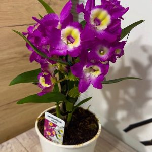 Alternative view of Арома Дендробиум #101