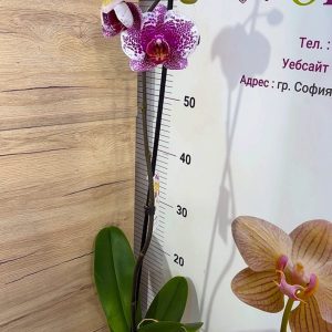 Alternative view of ТОП ЦЕНА! Фаленопсис  1 цв.  #305