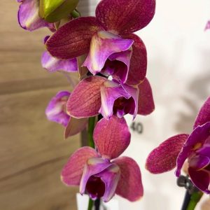 Alternative view of Фаленопсис Пелорик 2 цв.  2цв. #207