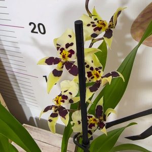 Ароматна Орхидея - микс ф9 #221