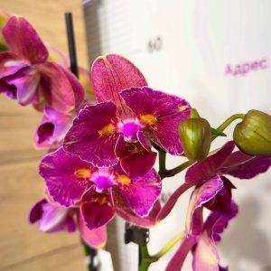 Фаленопсис Пелорик 2 цв. 2цв. #207