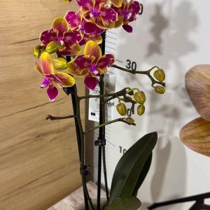 Alternative view of Фаленопсис Пелорик 2 цв.  2цв. #214