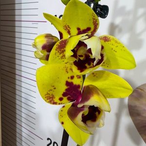 Фаленопсис Пелорик 2 цв. 2цв. #201