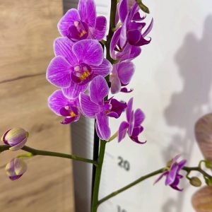 Фаленопсис 1-2 цв. #107
