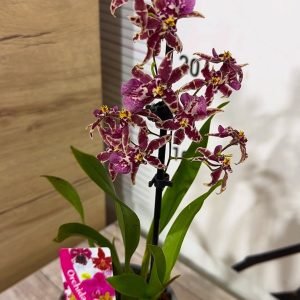Alternative view of Ароматна Орхидея - микс ф9  #220