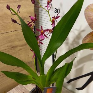 Alternative view of Ароматна Орхидея - микс ф9  #218