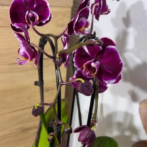 Alternative view of Фаленопсис Каменна роза 2цв. Каскадна  #215