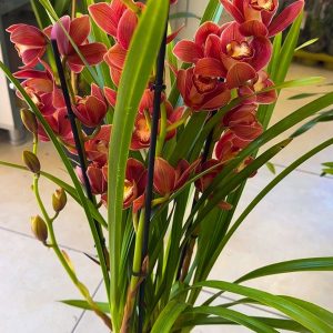 Alternative view of Цимбидиум  #59