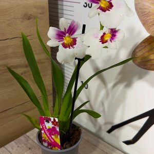 Alternative view of Ароматна Орхидея - микс ф9  #216