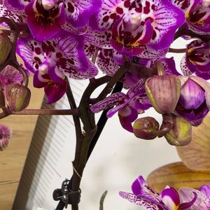 Alternative view of Фаленопсис Пелорик 1 цв.  #213