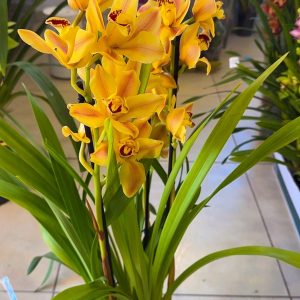 Alternative view of Цимбидиум  #61