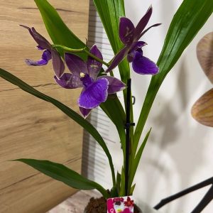 Alternative view of Ароматна Орхидея - микс ф9  #217