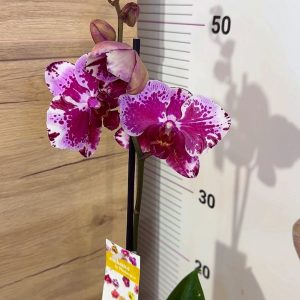 ТОП ЦЕНА! Фаленопсис 1 цв. #303