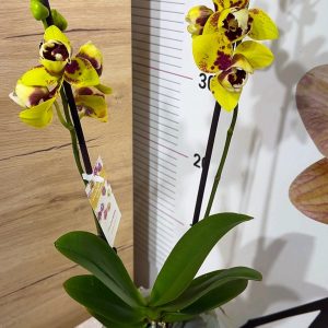 Alternative view of Фаленопсис Пелорик 2 цв.  2цв. #201