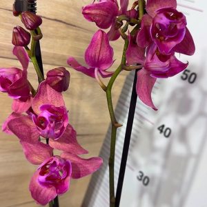 Alternative view of Фаленопсис Пелорик 2 цв.  2цв. #208