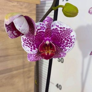 ТОП ЦЕНА! Фаленопсис 1 цв. #305