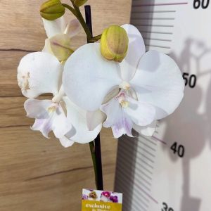 ТОП ЦЕНА! Фаленопсис 1 цв. #304