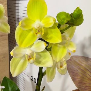 Фаленопсис Пелорик 2 цв. 2цв. #202