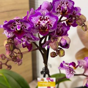 Фаленопсис Пелорик 1 цв. #213